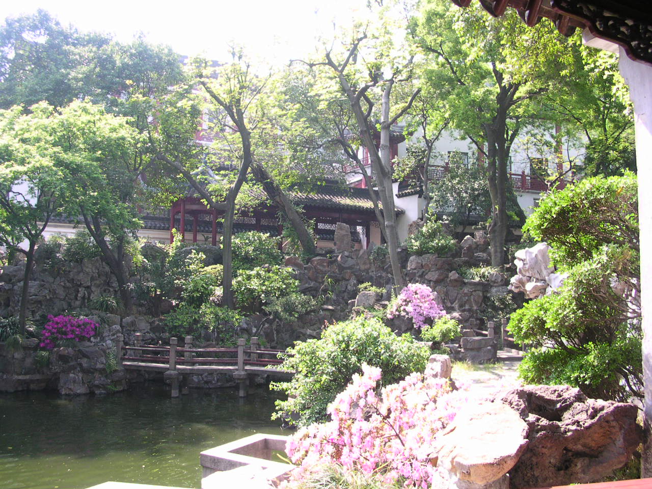 jardin yu yuan avec ses fleurs roses et mauves et ses nombreux arbres