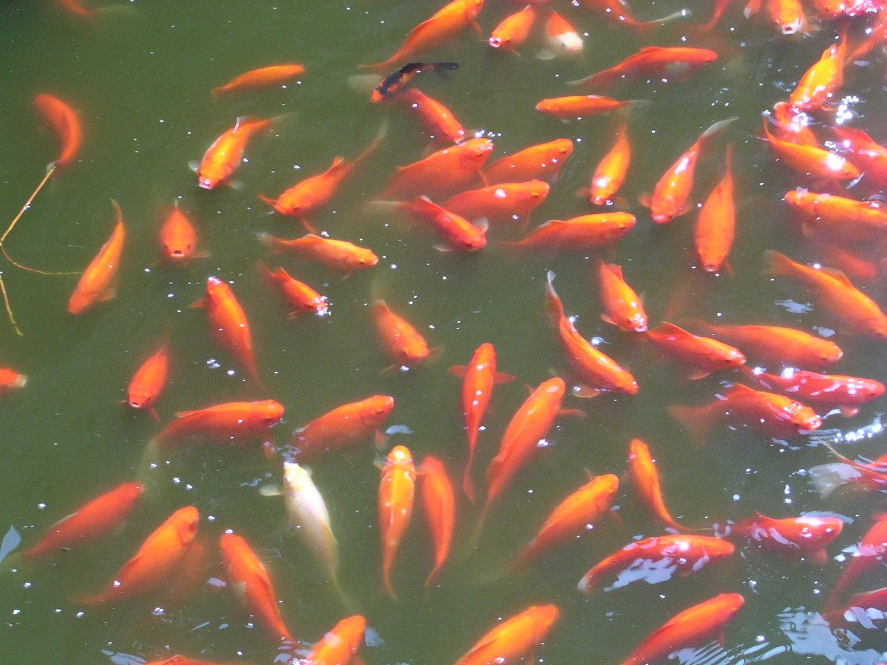 poissons rouges dans l'eau au jardin yu yuan
