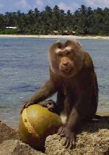 photographie d'un singe tenant une noix de coco dans les mains