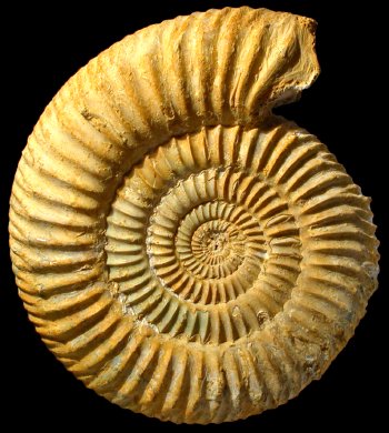 Fossile d'une ammonite.