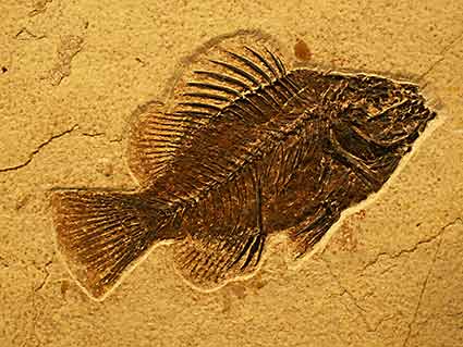 Fossile d'un poisson