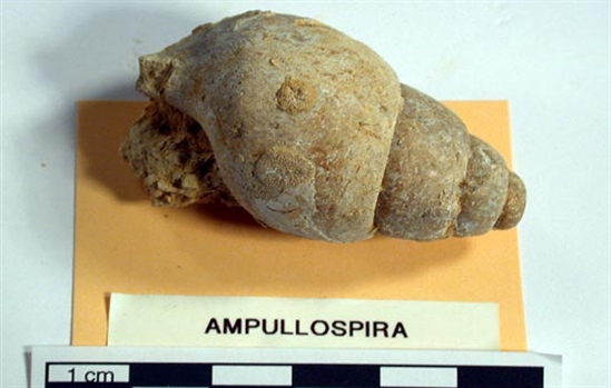 Fossile d'un gastéropode.