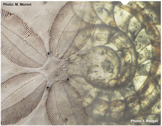 Photo d'un fossile d'oursin et d'un fossile de nautile.